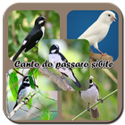 canto do pássaro sibite biểu tượng