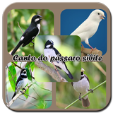 canto do pássaro sibite biểu tượng