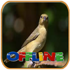 Voice of Brazilian Bird Offline icône