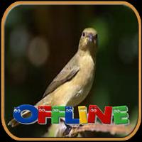 Voice of Brazilian Bird Offline Affiche