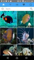 Marine Fish Aquarium Free poster