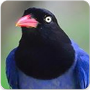 Taiwan Blue Magpie Sound : Blue Magpie Singing APK