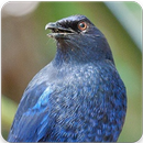 Birds of Taiwan : Taiwan Whistling Thrush Song APK