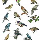 Australian Birds Sound icon