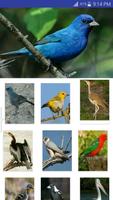 Australian Birds Sound Affiche