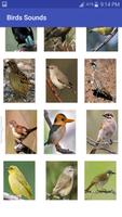 Australian Birds Sound capture d'écran 1