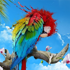 African Talking Parrot آئیکن