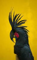 African Talking Parrot 截圖 2
