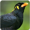 ”Hill Myna Bird Sounds : Common Hill Myna Sounds