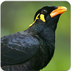 Hill Myna Bird Sounds আইকন