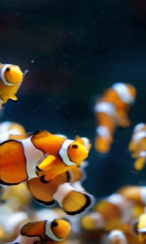 Kostenlose Aquarium Live Wallpaper Themen Fur Android Apk Herunterladen