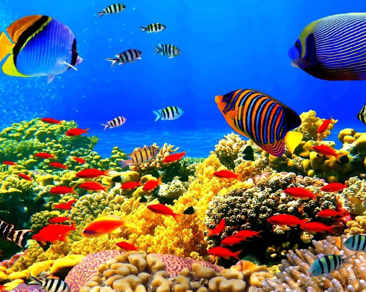 Kostenlose Aquarium Live Wallpaper Themen Fur Android Apk Herunterladen