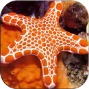 بازل صور حياة المحيطات APK