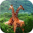 Tile Puzzle - Wildlife APK