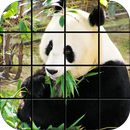 Panda Puzzle Games APK