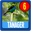 Tanager Wallpaper HD Complete APK