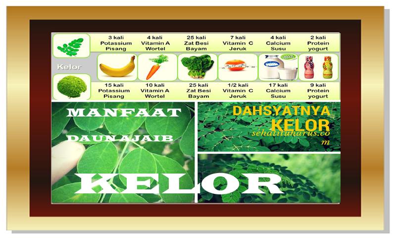 53 Gambar Tanaman Obat Daun Kelor Terlihat Keren 53 Gambar Tanaman Obat Daun Kelor Terlihat Keren