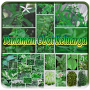 Tanaman Obat Keluarga APK