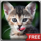 Kitten Ripple LWP icône
