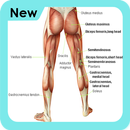 Hamstring Exercises Step by Step APK