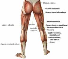 Hamstring Exercises Step by Step Affiche