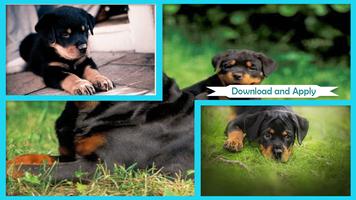 Rottweiler Wallpaper Affiche