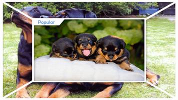 Rottweiler Wallpaper syot layar 1