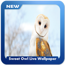 Sweet Owl Wallpaper APK
