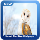 Sweet Owl Wallpaper biểu tượng