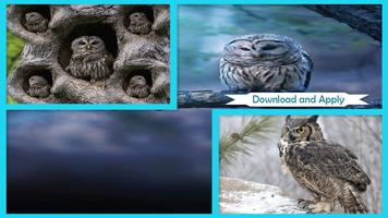 Sweet Owl Live Wallpaper постер