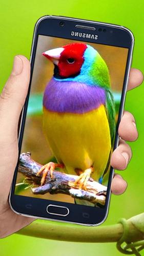 Flying Birds 3d Live wallpaper APK for Android Download
