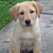 ”Train your Labrador Retriever