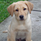 Train your Labrador Retriever ikon