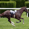 Derby Horse Quest APK
