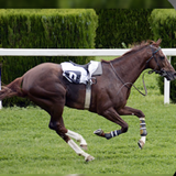 Derby Horse Quest simgesi