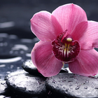 Orchid New Jigsaw Puzzles icon