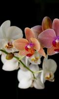 Orchid New Jigsaw Puzzles poster