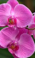 Orchid New Jigsaw Puzzles screenshot 1