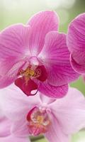 Orchid New Jigsaw Puzzles screenshot 2