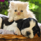 Puppy and Kitten Jigsaw Puzzles icône