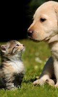 Puppy and Kitten Jigsaw Puzzles Affiche