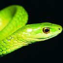 APK Snake Jigsaw Puzzles