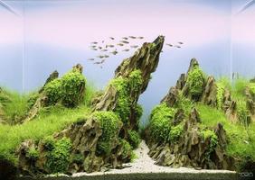 Aquascape Design Gallery 截图 1