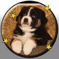 my first dogs