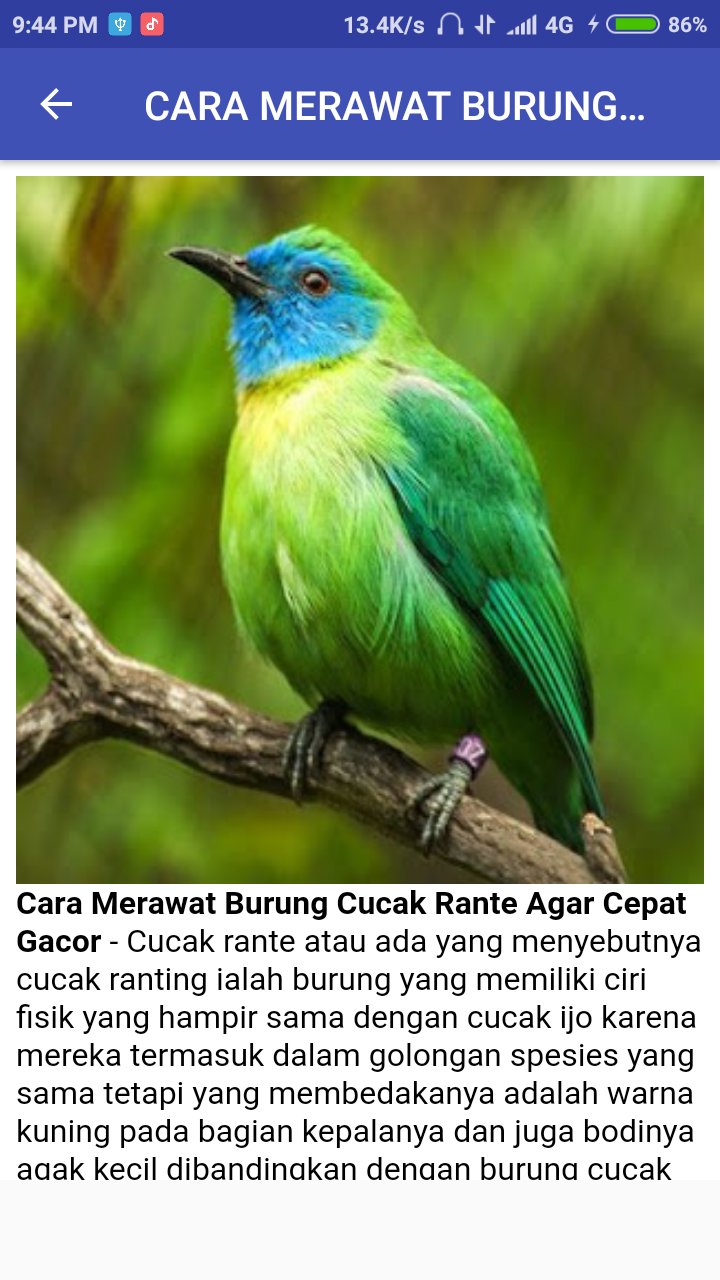 Tips Burung Mania For Android Apk Download