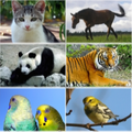 Animal sounds