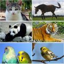 Sons de animais APK