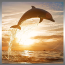 Dolphin Rescue 3D 2016 APK
