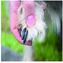 Importance Clipping Dogs Nails aplikacja