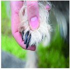 Importance Clipping Dogs Nails ícone